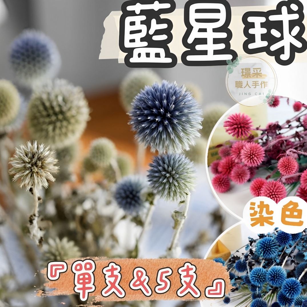 【璟采職人】藍星球 山防風 盆花 桌花 乾燥果實 永生花